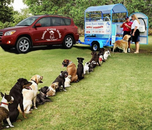 Aussie Pooch We Care Dogs line up-for-wash-min