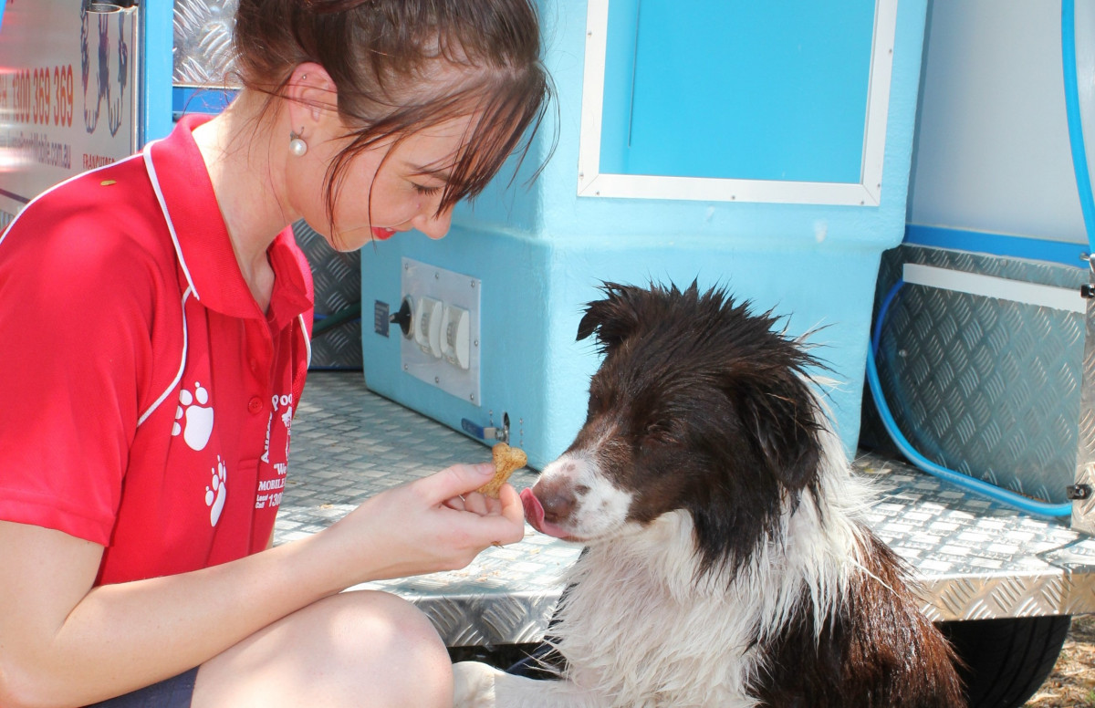 border collie begging treat