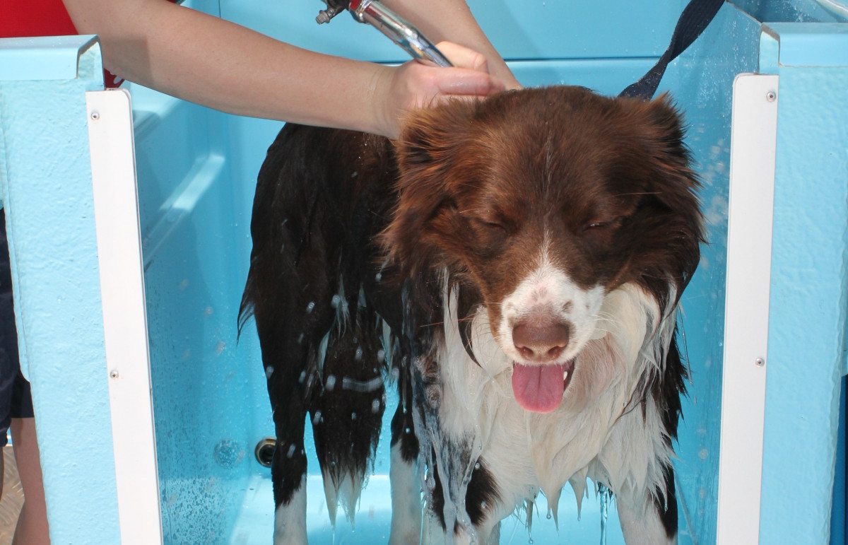 border collie enjoying hydrobath