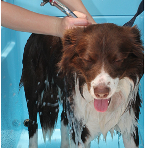 Dog washing businesses available now!