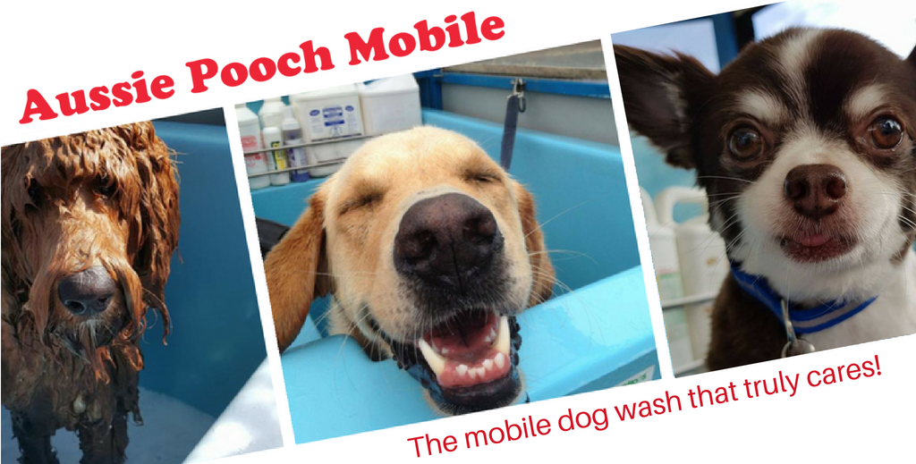 barkers dog groomers