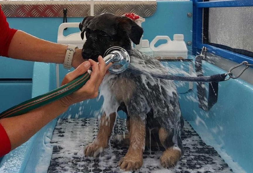soapy dog wash puppy