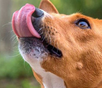 Healthy dog treats that dogs go crazyyyyyy for