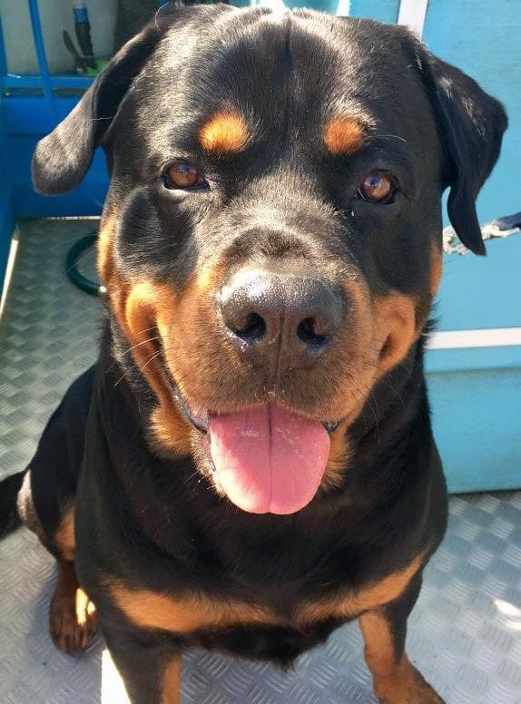 rottweiler happy dog wash