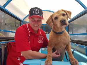 barkers dog groomers