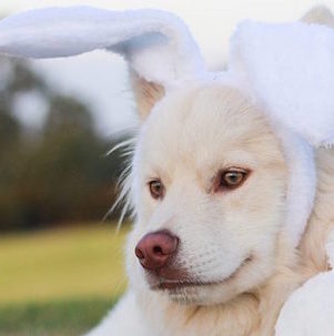 Plastic Easter egg hunt for your dog