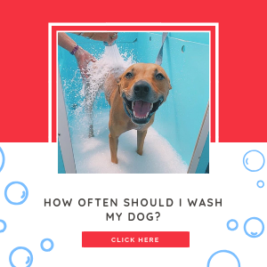 How often should I wash my dog?