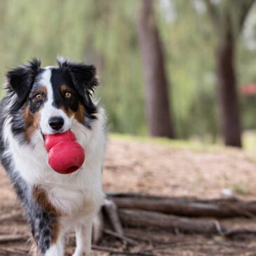 Because…. Dogs need to play!