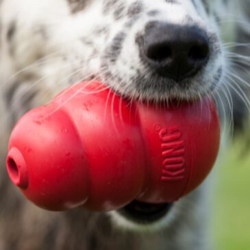 What is a KONG dog toy?