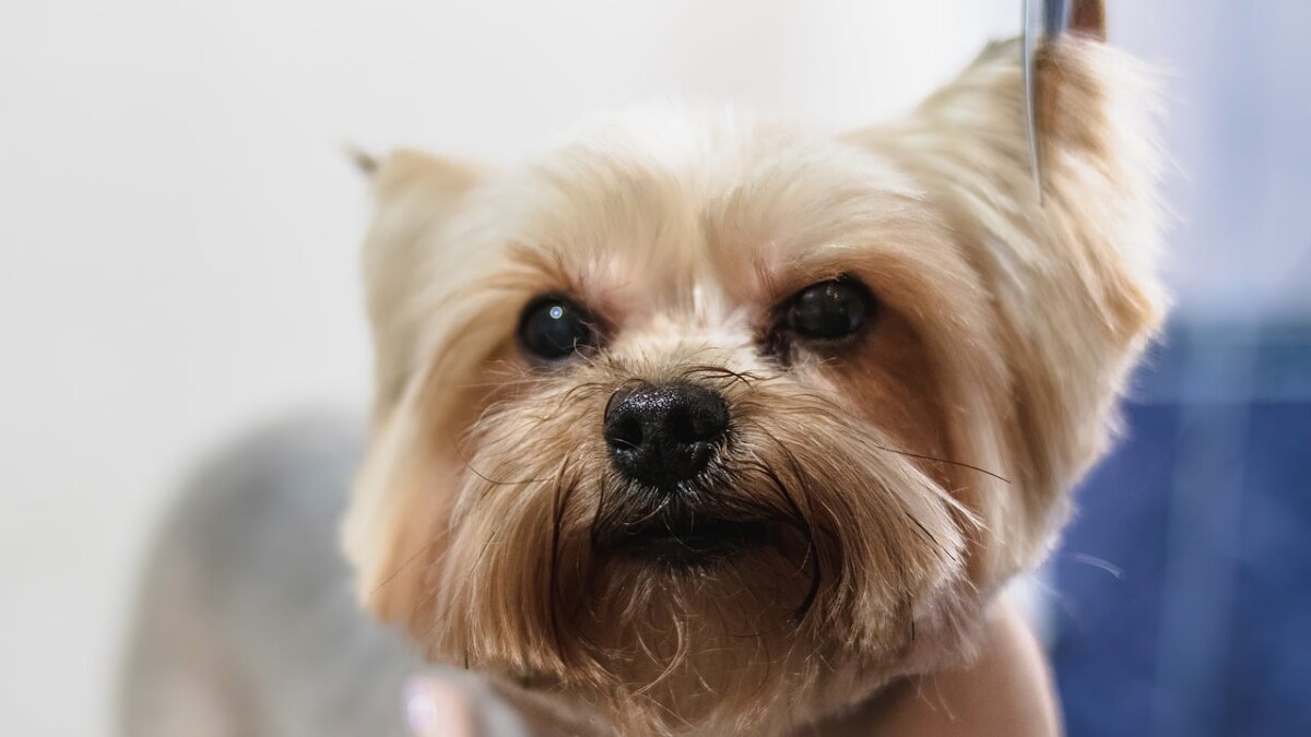 Perth Dog Grooming Salon Aussie Pooch Mobile