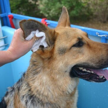 The importance of nail clipping and ear cleaning