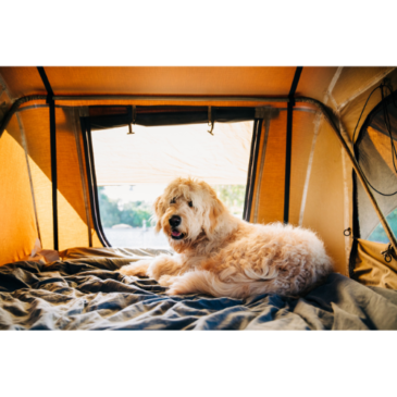 Camping with your dog