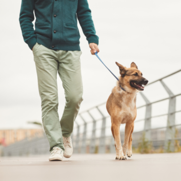 How to prevent leash pulling