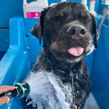 Hydrobathing Explained: Why It’s the Superior Option for Your Pooch