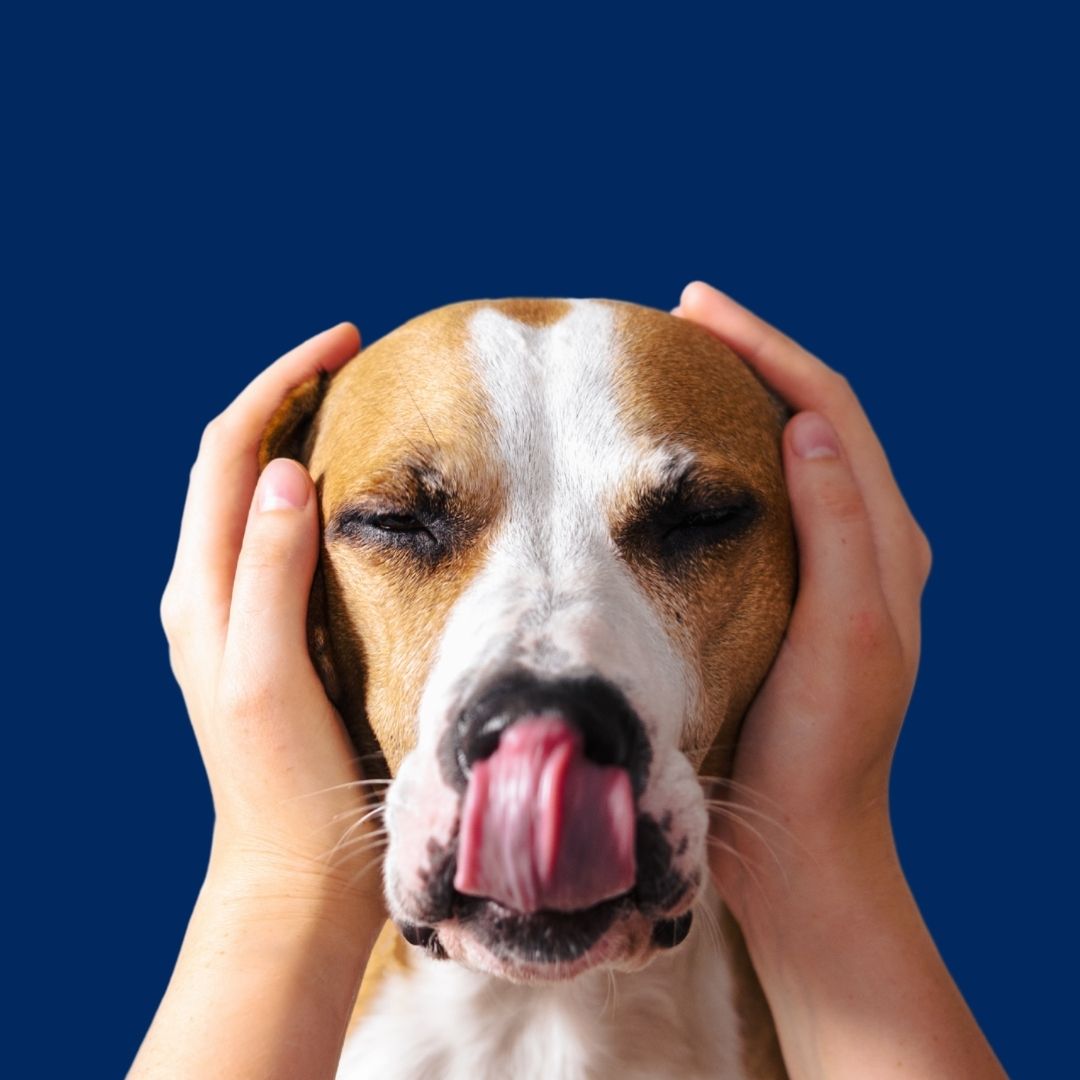 Pooch Massage