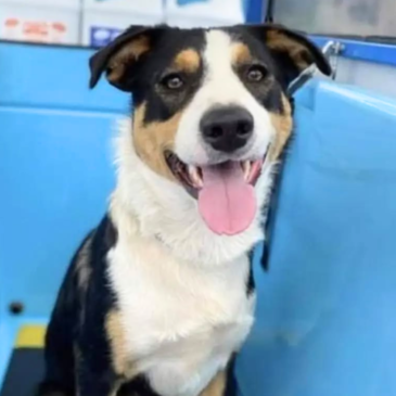 Doggie Spa Day: How to Turn a Wash into a Wellness Ritual