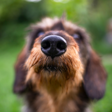 Sniff-Test Approved: What Your Dog’s Nose Knows About Cleanliness