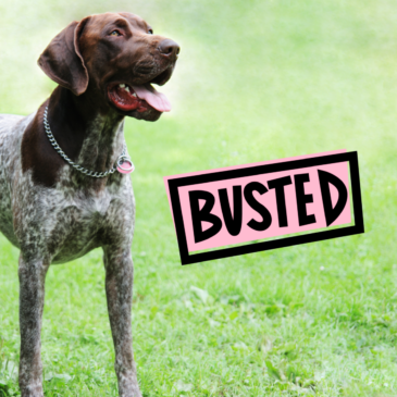 Breed Specific: Grooming Myths Busted